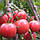 Томат Маркіза 1г до 2018, фото 2