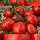 Насіння томату Асано КС (KS 38 F1) 1000 н, фото 2