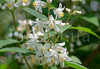 Дейція витончена Deutzia gracilis