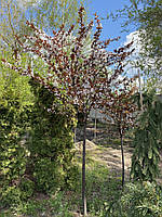 Слива домашняя (Prunus domestica) "Hollywood" /Stam 140-150 см/НО 12-14 см/ ком