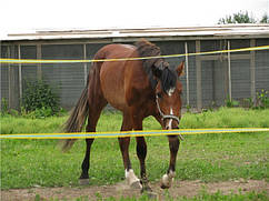 Електропастух Corral B170 для коней (Преміум комплект c композитними стовпчиками та стрічкою у дві лінії)