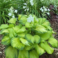 Хоста Стейнд Гласс саджанці в контенерах Hosta Stained Glass