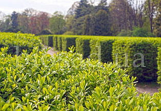 Бірючина звичайна Атровіренс (Atrovirens)