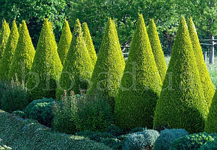 Бірючина звичайна Глаукум (Glaucum)