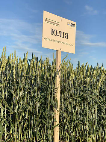 Насіння пшениці озимої Юлія, фото 2