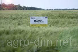 Ячмень озимий Наомі, фото 1