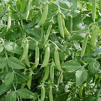 Шугар Флеш, насіння гороху овочевого (на вагу) Syngenta. Ціна за 1 кг