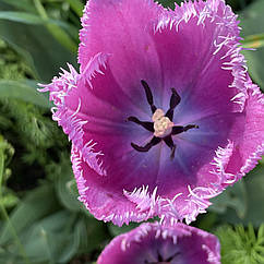 Тюльпан фіолетовий Traveller бахромчастий цибулини з квіткою