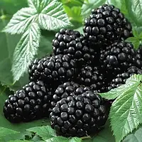 Ожина / Rubus / Ежевика