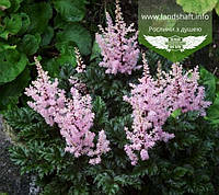 Astilbe crispa 'Perkeo', Астильба кучерява 'Перкео',P9 - горщик 9х9х9