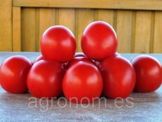 Насіння томату Солероссо F1 25000 дражованого насіння Bayer Nunhems