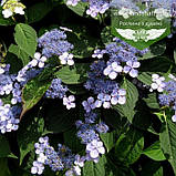 Hydrangea serrata 'Bluebird', Гортензія пилкова 'Блудьорд", C2 — гірник 2 л, фото 3