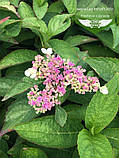 Hydrangea serrata 'Bluebird', Гортензія пилкова 'Блудьорд", C2 — гірник 2 л, фото 8