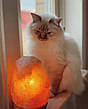 Соляна лампа Himalayan Salt 9304744 живлення від мережі 3 кг, фото 11