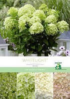 Гортензія волотиста Вайтлайт/ Hydrangea paniculata Gardenlight 'Whitelight' pbr, C3, 3 роки