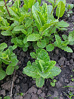 Мята клубничная (Mentha spicata Almira), саженец