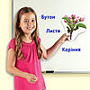 Демонстраційний набір на магнітах "Цикл життя. Рослини" (12 ел) Learning Resources, фото 3