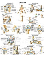 Анатомічний плакат звязки та суглоби