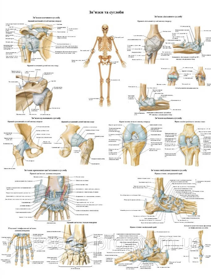 Анатомічний плакат звязки та суглоби