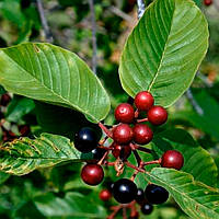 Cascara Sagrada: крушина для здоров’я травлення