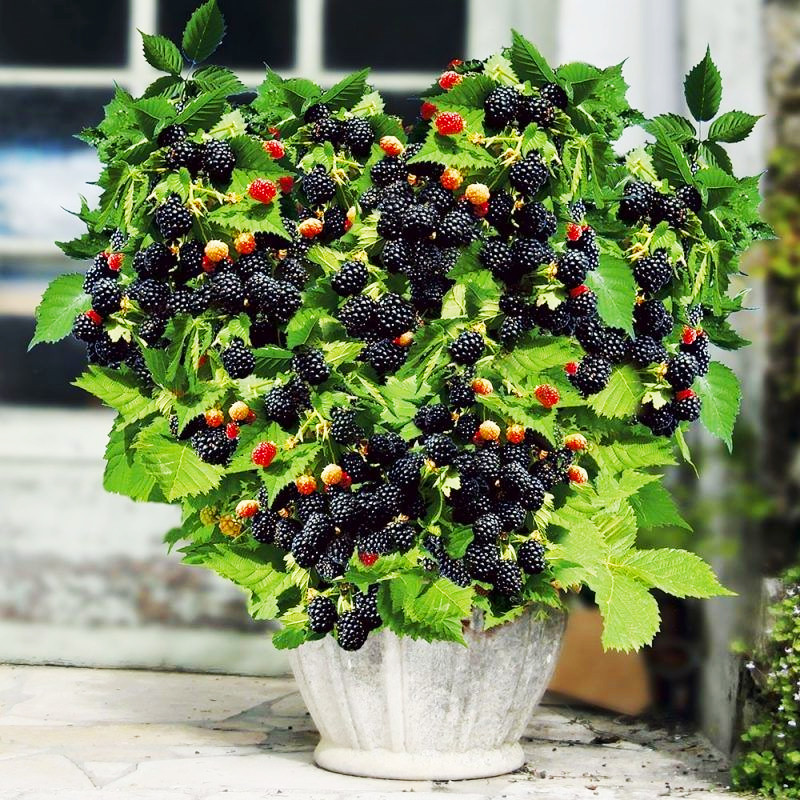 Саджанці ожини Діма (Dima) - карликовий сорт, рання, безшипна, фото 1