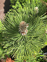 Сосна білокора Сателіт/Pinus heldreichii Satellit, С5, від 50см.