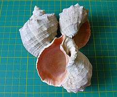 Черепашка рапан, від 5,5х7 до 7х9,5 см