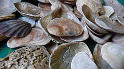 Черепашки морські, котуни, 200 грам