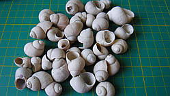 Черепашки морські, упаковка 50 грам