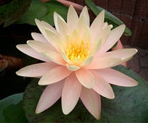 Німфея Санні Пінк