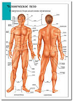 Поверхносная анатомия мужчины - плакат