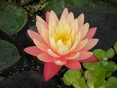 Німфея Грегз Оранж Б'юті 