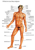 Области тела. Вид спереди - плакат
