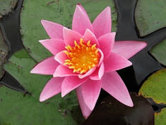 Німфея Рожева Сенсація