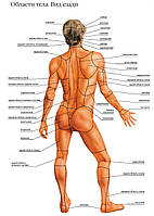 Области тела. Вид сзади - плакат
