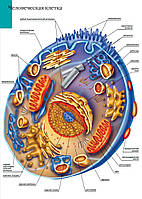 Человеческая клетка - плакат