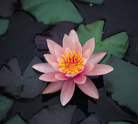 Німфея Розеннімфе