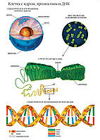 Клетка с ядром, хромосомы и ДНК - плакат