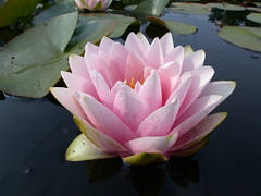 Німфея Madaм Biлфpoн Жонopі 