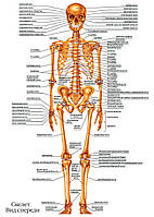 Скелет. Вид спереди - плакат