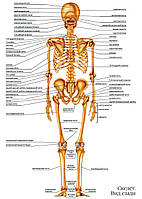 Скелет. Вид сзади - плакат
