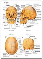 Череп - плакат