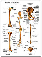 Нижние конечности - плакат