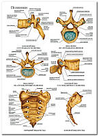 Позвонки - плакат