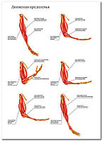 Движения предплечья - плакат