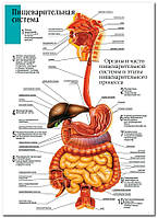 Пищеварительная система - плакат
