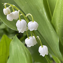 Конвалія біла, травнева (Convallaria majalis), кореневище