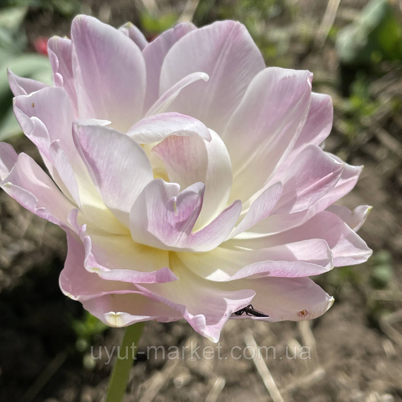 Тюльпан белый махровый Нимфея (Nymphaeum), луковица с цветком - фото 4 - id-p1836108165