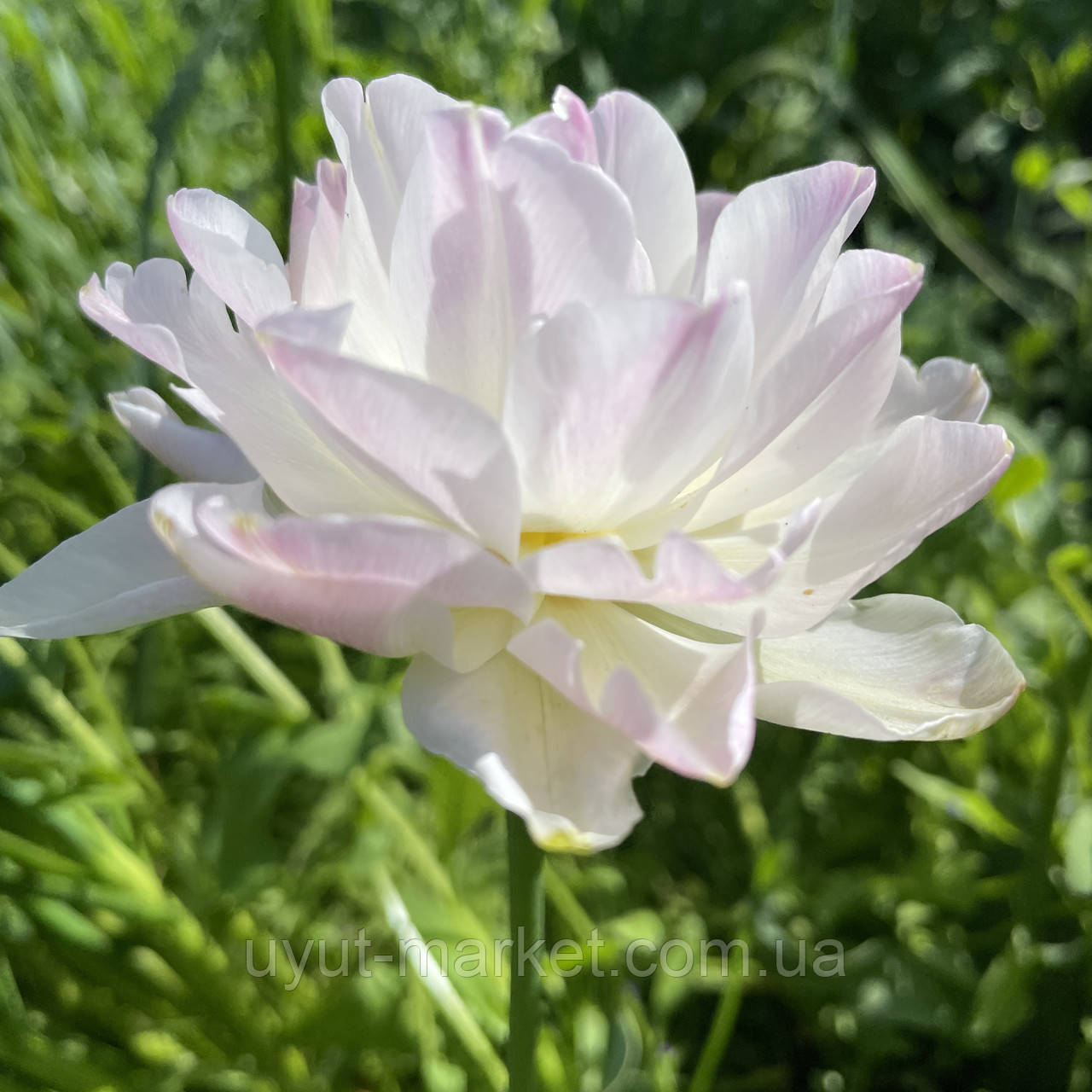 Тюльпан белый махровый Нимфея (Nymphaeum), луковица с цветком - фото 2 - id-p1836108165