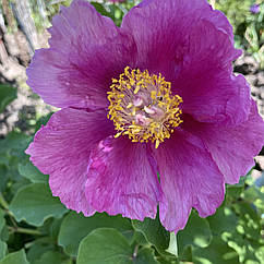 Декоративна півонія кримська або тричі потрійна рожева, саджанці